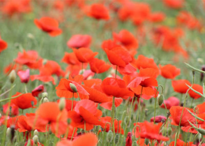 coeur-cigale-champ-coquelicot